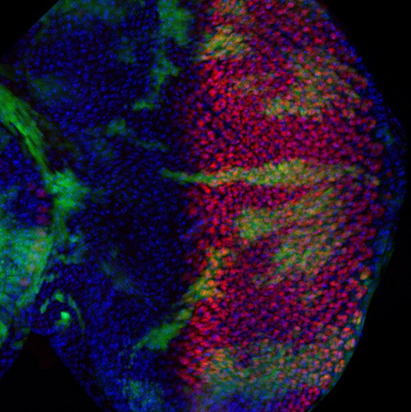 IF of Drosophila eye-antennal disc stained with DSHB antibody 1G9 against hindsight (red) and DAPI (blue). Image credit: Xianjue Ma, PMID: 40551010, Fig.EV2Q